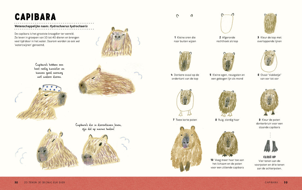 Zo teken je (bijna) elk dier